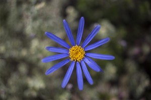 Blue Flower